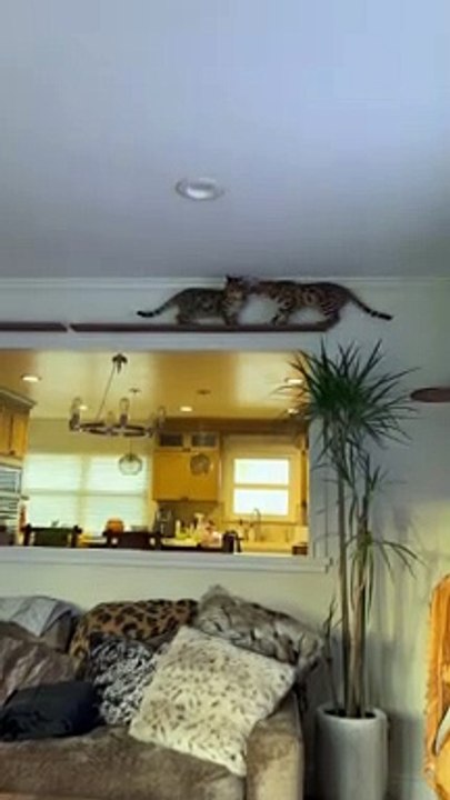 Two Bengal Cats Squish Around Each Other on Path