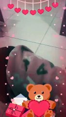 Always Love your Lovable Pets