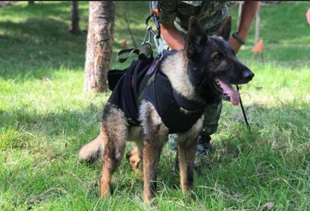 Proteo neden öldü? Proteo nedir, kimdir? arama-kurtarma köpeğinin ölüm sebebi ne?