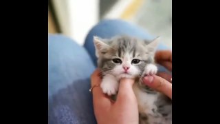 cat baby funny moments