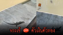 นาทีชีวิต จระเข้ VS ตัวเงินตัวทอง หนีสุดชีวิต จะรอดไหม !?