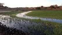 बांध से नाले में पानी छोड़ने से किसानों की फसल हो रही बर्बाद