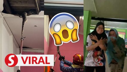 Loved-up pythons crash through ceiling