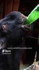 Goat drinks Soda straight from the bottle_ A weirder sight you never see!