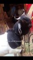 Goat eats chicken and enjoys it - What has this world come to_