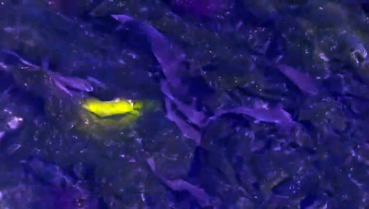 mul-an-e-seo Trailer OmeU