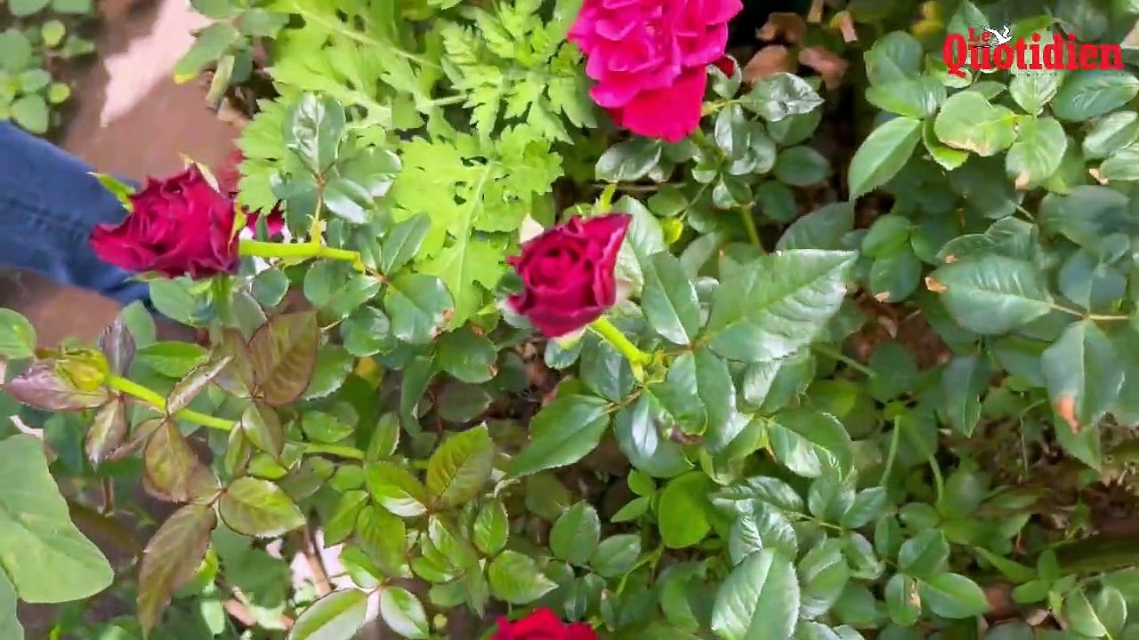 Le marché de la rose retrouve ses couleurs