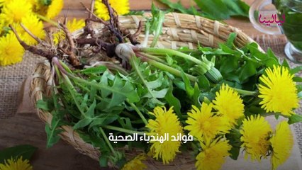 فوائد الهندباء الصحية