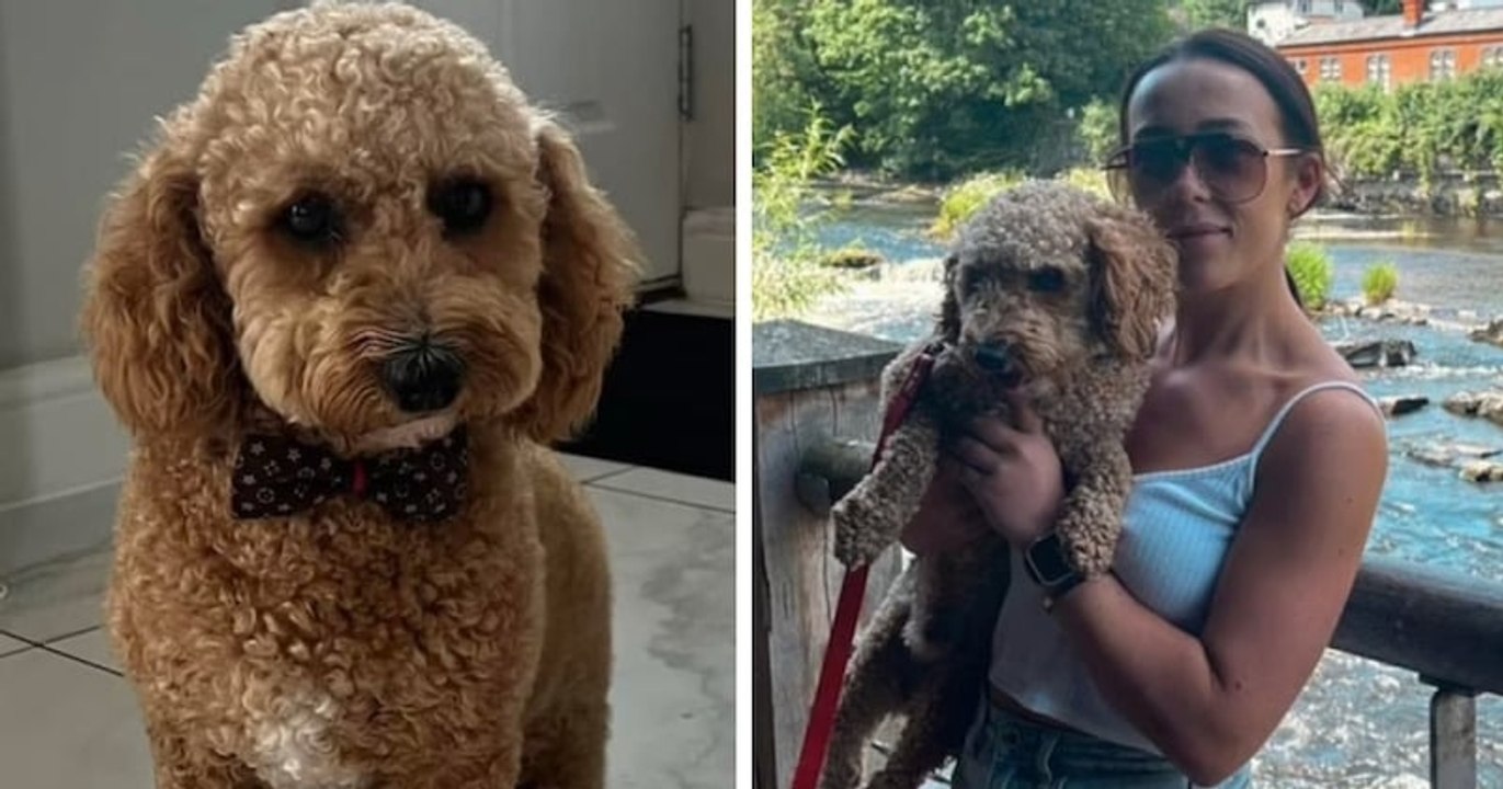 Ce chien disparaît pendant sa promenade et fait un aller-retour de 160 km en taxi avant de rentrer chez lui