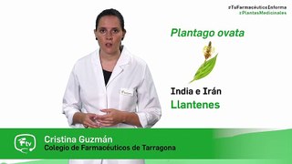 Plantago, cuándo y cómo tomarlo - #TuFarmacéuticoInforma RRSS