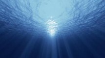 Dünya Doğal Hayatı Koruma Vakfı'ndan Açık Denizleri Koruma Çağrısı