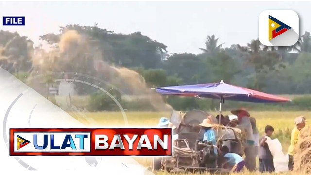 Paggamit ng hybrid seeds upang mapakalakas ang produksiyon ng palay, inaprubahan na ni Pres. Ferdinand R. Marcos Jr.
