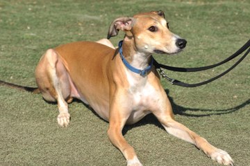 Arundawn Dog Rescue is looking for a new home for Nugget