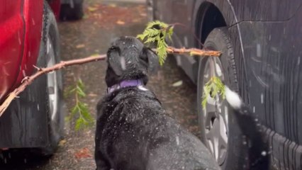 'You’re Smarter Than This' - Goofy dog finds himself in a STICK-y situation