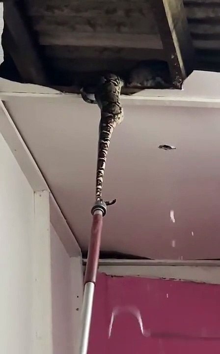 Un petit serpent est coincé dans le toit de sa maison