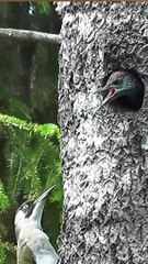 TOC TOC ! QUI EST-LA ?