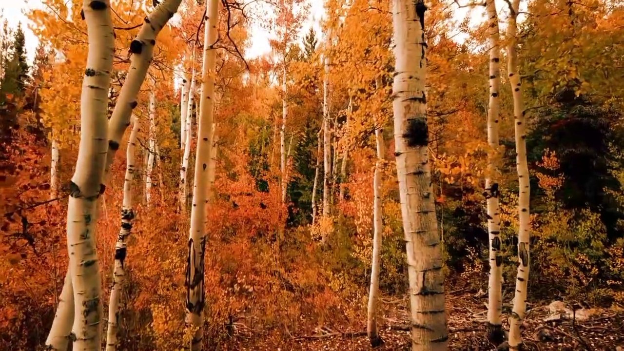 Relaxation music  in forest | music forest|nature video