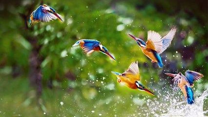 relaxing mind|relaxing bird voice|calm smooth relaxation