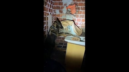 Tia do Tráfico: PC E PM deflagram megaoperação contra organização criminosa em Maringá