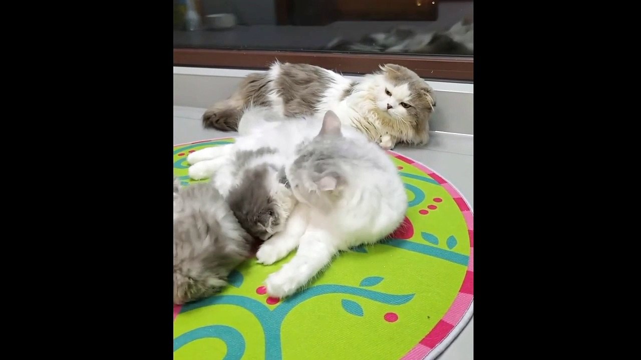 Kucing  yang imut dan lucu