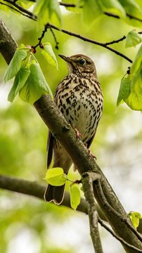 ELLE SEULE PEUT TE DIRE LA FIN DE L’HIVER
