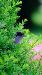 SON CHANT EST UNE MÉLODIE