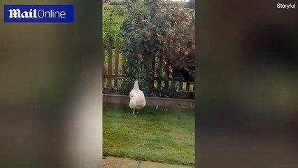 Video_ Cheeky chicken Bertha jumps for apples in owner's garden