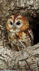 ATTENTION SES YEUX VONT TE CAPTIVER