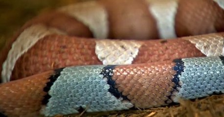 Wild Kratts Wild Kratts S01 E025 – Mimic