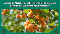 Albero di Albicocco,  tutti i segreti della potatura perfetta per un ottimo mantenimento