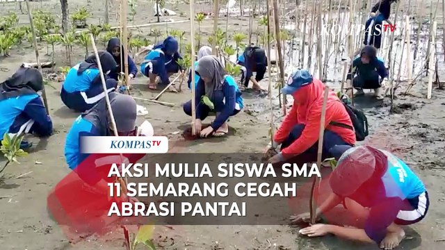 Cara Siswa SMA di Semarang Cegah Abrasi: Konsisten Tanam Mangrove di Pesisir
