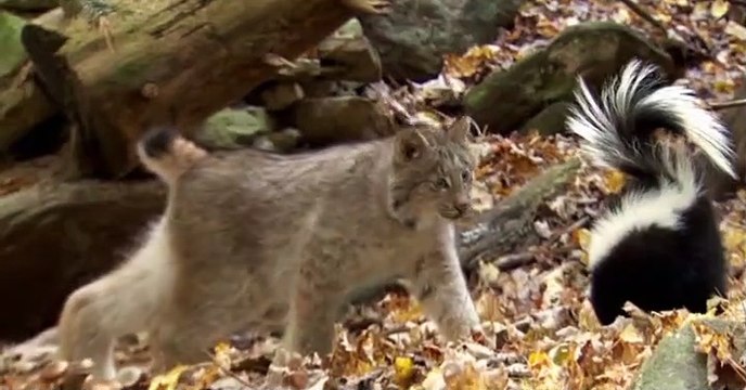 Wild Kratts Wild Kratts S01 E030 – The Food Chain Game