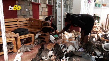 ‘Cat Woman’ Gives Hope to Over 600 Cats!