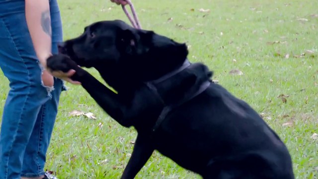 bd-acupuntura-para-sus-mascotas-150223