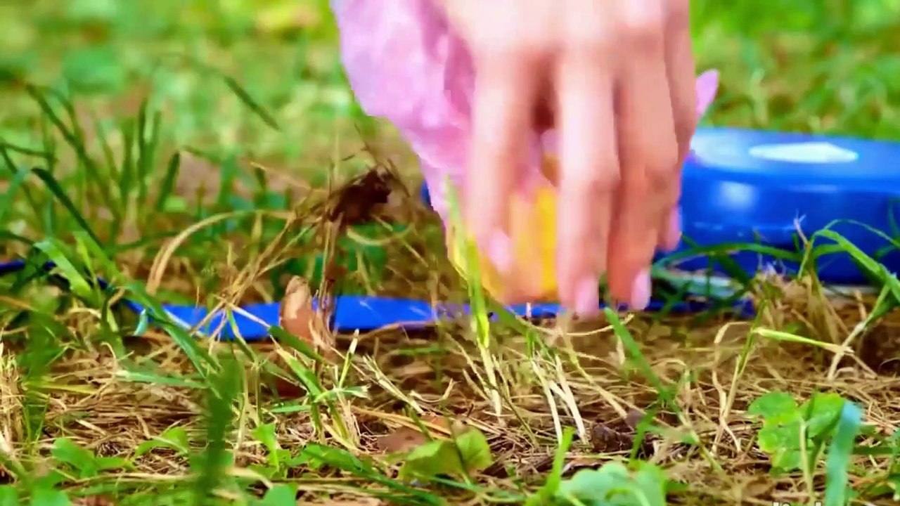 BEST PET GADGETS AND HACKS EVERY PET OWNER SHOULD KNOW