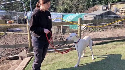 Arundawn Dog Rescue is looking for a new home for Katie