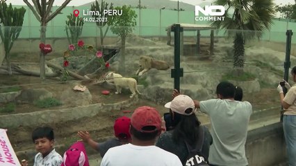 Dans un zoo péruvien, les animaux aussi ont droit à leur Saint-Valentin
