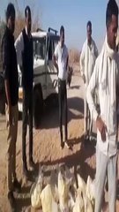 मौके से 280 किलोग्राम मावा नष्ट कराया