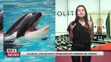 TE CONTAMOS MUCHAS CURIOSIDADES DE LAS ORCAS