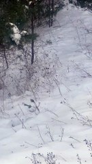 Prancing Through The Snow