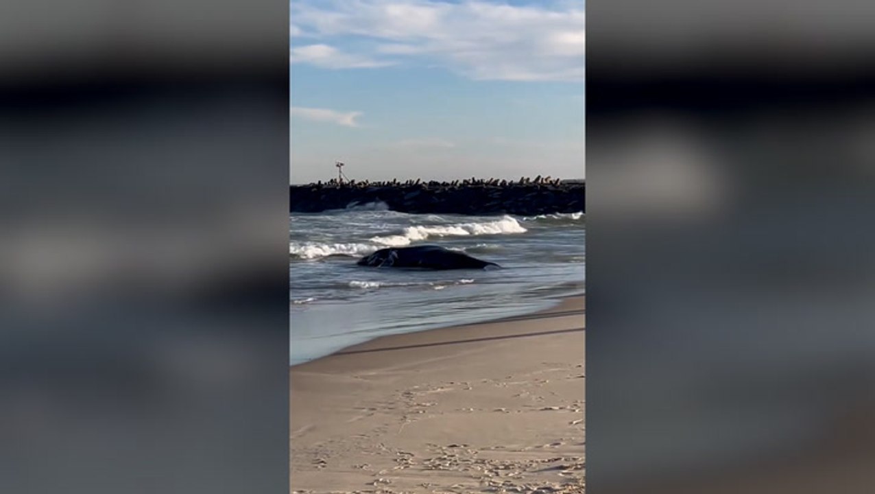 Ocean campaigners claim wind farms linked to whale death at Jersey Shore