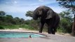 Un éléphant vient boire dans une piscine sous les yeux de touristes