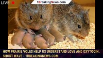 How Prairie Voles Help Us Understand Love And Oxytocin : Short Wave - 1breakingnews.com