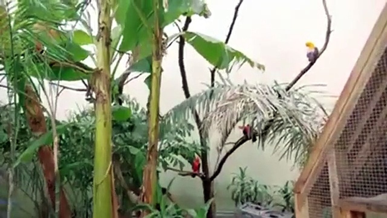 The zoo - se4 - ep08 - new chick on the block hd watch