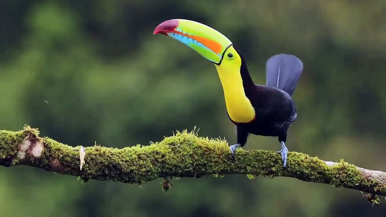 The zoo - se5 - ep02 - bouncing troody hd watch