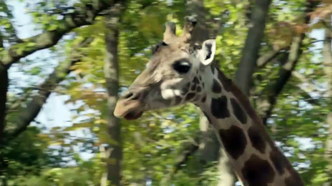 The Zoo - Se5 - Ep05 - Giraffe Dance HD Watch