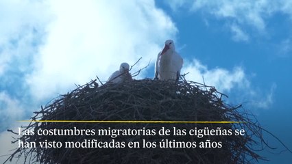 ¿Por qué ya no migran las cigüeñas?