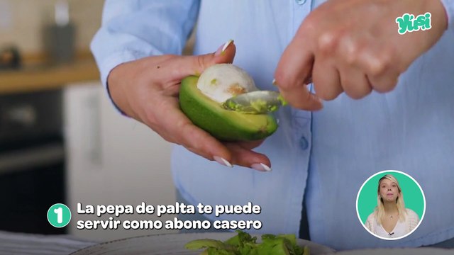 ¡No botes el hueso de aguacate o palta! Puede ser muy útil para tus plantas