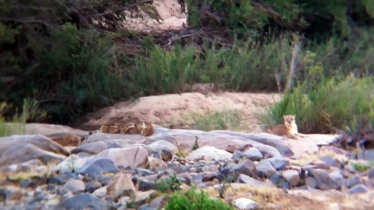 2 Lionesses and 7 Cubs