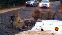2 Male Lions Kill Kudu in the Middle of the Road - Latest Wildlife Sightings